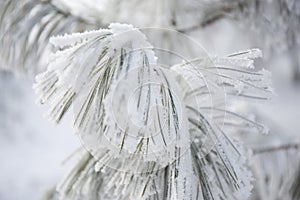 Snow-cowered fir branches. Winter blur background. Frost tree