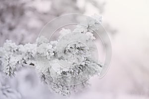 Snow-cowered fir branches. Winter blur background. Frost tree