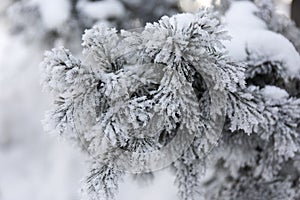 Snow-cowered fir branches. Winter blur background. Frost tree