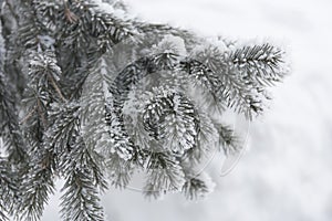 Snow-cowered fir branches. Winter blur background. Frost tree