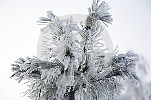 Snow-cowered fir branches. Winter blur background. Frost tree