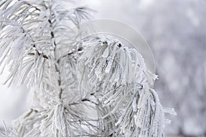 Snow-cowered fir branches. Winter blur background. Frost tree