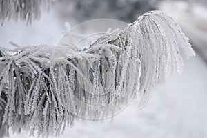 Snow-cowered fir branches. Winter blur background. Frost tree