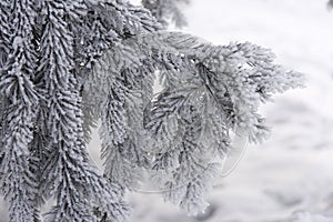 Snow-cowered fir branches. Winter blur background. Frost tree