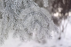 Snow-cowered fir branches. Winter blur background. Frost tree