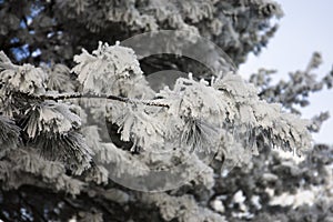 Snow-cowered fir branches. Winter blur background. Frost tree