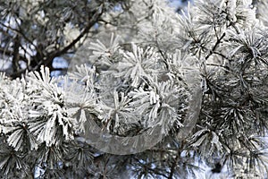 Snow-cowered fir branches. Winter blur background. Frost tree