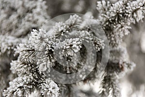 Snow-cowered fir branches. Winter blur background. Frost tree