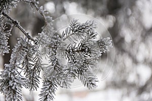 Snow-cowered fir branches. Winter blur background. Frost tree