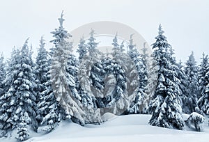 Snow-cowered firs and fog
