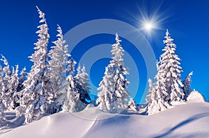 Snow-cowered firs in winter