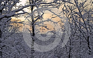 Snow-cowered, laden, frosted, whitened trees in winter forest, sunset sky at the background.