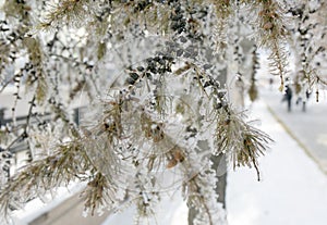 Snow-cowered larch branches with cones.