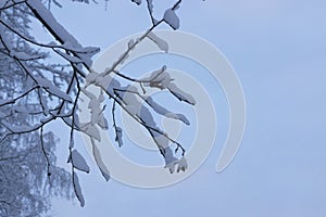 snow-cowered little birch branch