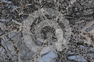 Snow-cowered pine branches with cone. Winter blur background. Frost tree.