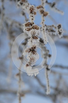 Snow-cowered pine branches with cone. Winter blur background. Frost tree.