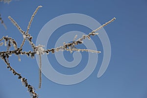 Snow-cowered pine branches with cone. Winter blur background. Frost tree.