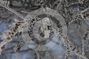 Snow-cowered pine branches with cone. Winter blur background. Frost tree.