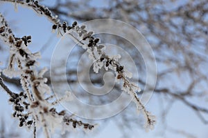 Snow-cowered pine branches with cone. Winter blur background. Frost tree.