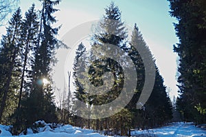 snow-cowered spruce forest