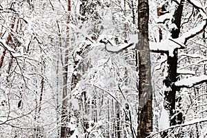 snow-cowered tree trunks in winter forest