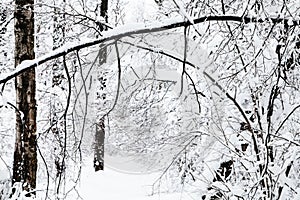 snow-cowered woods in winter forest