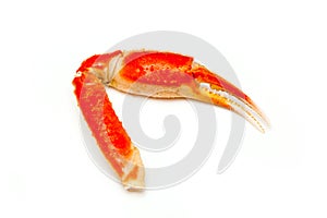 Snow crab (Chionoecetes opilio) or Tanner crab.