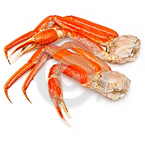 Snow crab (Chionoecetes opilio) or Tanner crab.