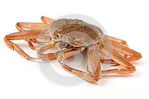 Snow crab(female)