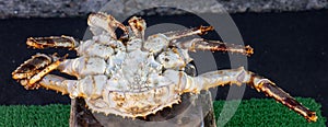 Snow crab on Morning Market Hakodate, Hokkaido, Japan. Giant crab fresh from Ocean.