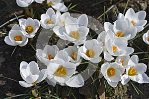 Snow Crocus Ard Schenk