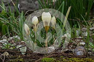 Snow Crocus chrysanthus Cream Beauty, creamy-white flowers