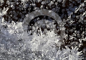Snow crystals on the ground