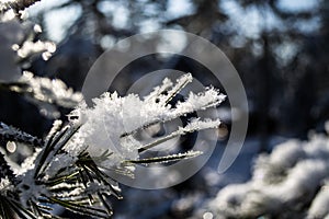 Snow crystals on pine needles