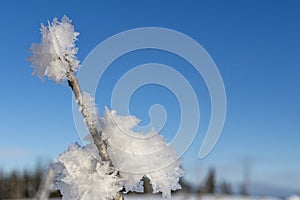 Snow crystals on a twigg with a blue sky in background