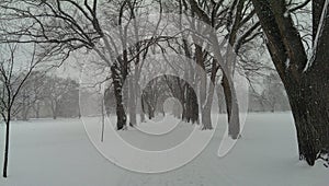 Snow on the CSU Oval