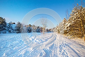 Snow Curonian Spit dunes in January winter sunny day. Blue sky and sea, forest evergreen trees in snow. Wonderful