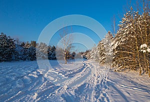 Snow Curonian Spit dunes in January winter sunny day. Blue sky and sea, forest evergreen trees in snow. Wonderful