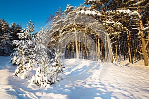 Snow Curonian Spit dunes in January winter sunny day. Blue sky and sea, forest evergreen trees in snow. Wonderful photo