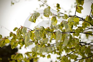 Snow cyclone in April. Green leaves of trees covered with snow