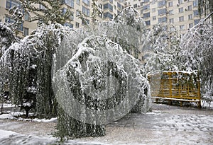 Snow damaged trees