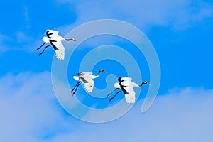 Snow dance in nature. Wildlife scene from snowy nature. Cold winter. Snowy. Snowfall two Red-crowned crane in snow meadow, with