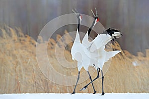 Snow dance in nature. Wildlife scene from snowy nature. Cold winter. Snowy. Snowfall two Red-crowned crane in snow meadow, with sn