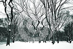 Snow day at Central Park
