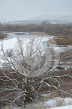 Snow Day Detail, Yakima Delta, Richland, Washington photo