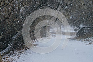 Snow Day Stroll 2: Snowy Walking Path at Leslie Groves Park, Richland, Washington photo