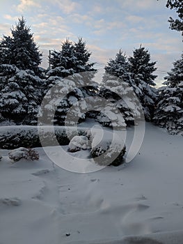 Snow Days Outside Trees