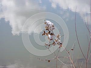 Snow on a dead lakeside wild plant