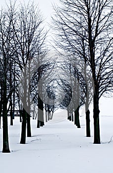 Snow desert with trees, loneliness and sadness