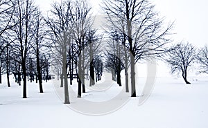 Snow desert with trees, loneliness and sadness